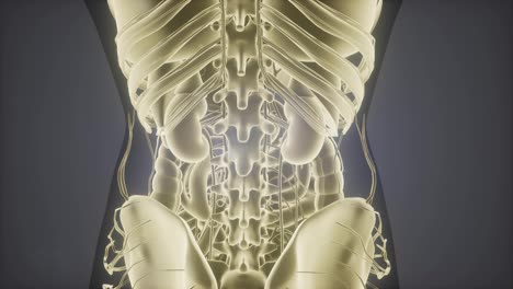 Anatomie-Tomographie-Scan-Des-Menschlichen-Körpers